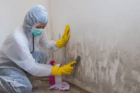 Why You Should Choose Our Mold Remediation Services in Loyal, WI